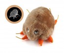 Scabies Mange: GIANTmicrobe