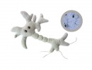 Brain Cell (Neuron)
